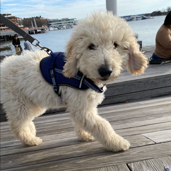 Meet your Posher, Sophia - Picture 1 of 1